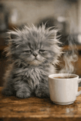 sleepy cat morning coffee